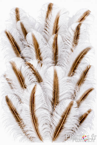 Strauß mit goldfarbenem Federkiel - 50-60 cm - weiss